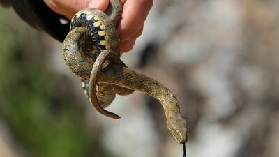 Yılan zehrinden ilaç yapımı için çalışıyorlar