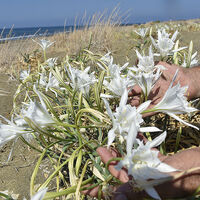 Bu çiçeği ülke dışına çıkaran yandı! Cezası var
