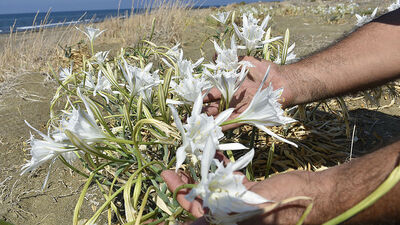 Bu çiçeği ülke dışına çıkaran yandı! Cezası var