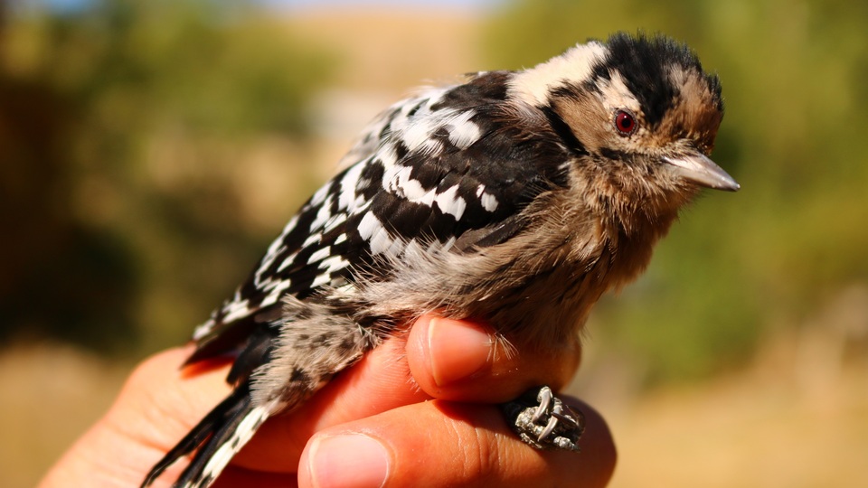 Kuşlar söyledi! Kış erken geliyor