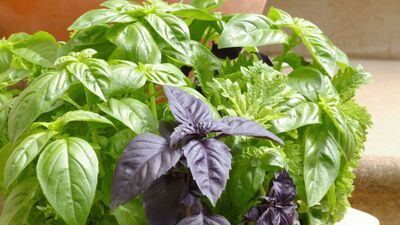 Fesleğenin faydaları nelerdir?