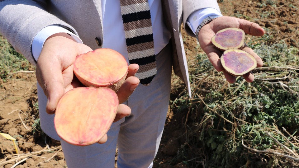 İlk yerli, milli ve renkli patates hasat edildi