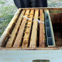 'Japon' eşek arıları, şehrin kabusu oldu! 12 milyon arı...