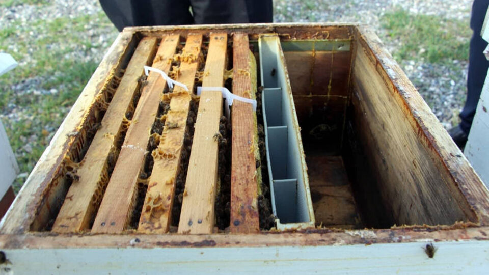 'Japon' eşek arıları, şehrin kabusu oldu! 12 milyon arı...