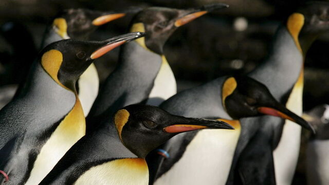 Gay penguenler yavru kaçırdı! Nedeni şaşırttı