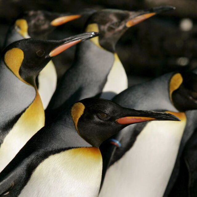 Gay penguenler yavru kaçırdı! Nedeni şaşırttı