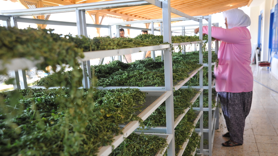 'Mucize bitki' meyvelerini vermeye başladı