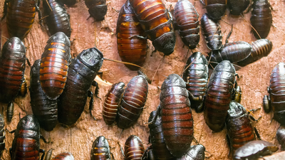 'Derimin altında böcekler var'