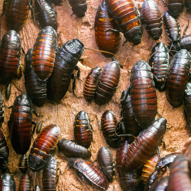 'Derimin altında böcekler var'