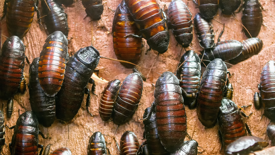 'Derimin altında böcekler var'