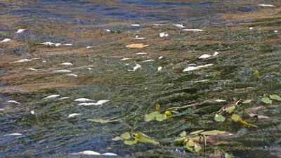 Antalya'daki bu manzarayla ilgili inceleme başlatıldı