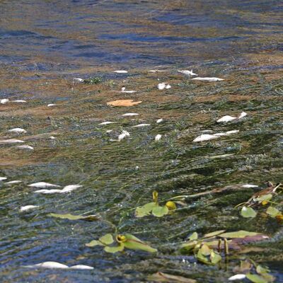 Antalya'daki bu manzarayla ilgili inceleme başlatıldı