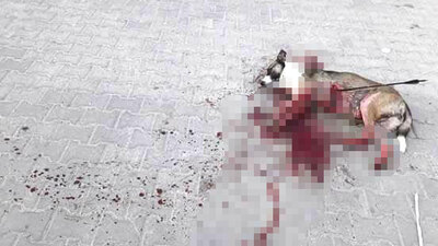 Kan donduran gerçek! Bunu yapan kişi...