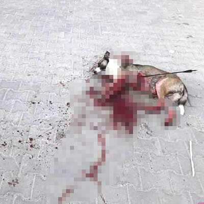 Kan donduran gerçek! Bunu yapan kişi...