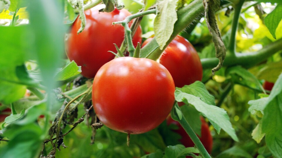 Yarım dönümden 60 bin dekara uzanan üretim