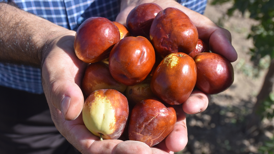 "Ölümsüzlük meyvesi" uyum sağladı