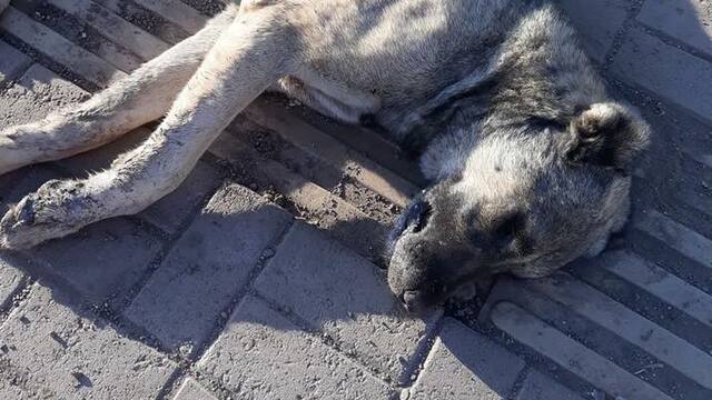Vicdansızlık! Böyle bulundular