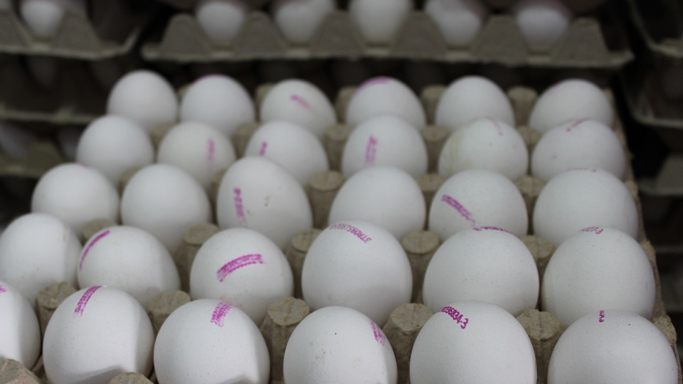 Yumurta üreticilerinden uyarı; 1 aylık yumurta stoğumuz kaldı