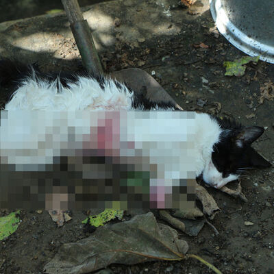 'Hayvan Hakları Günü'nde Sarıyer'den vahşet haberi!