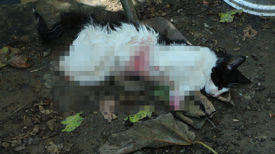 'Hayvan Hakları Günü'nde Sarıyer'den vahşet haberi!