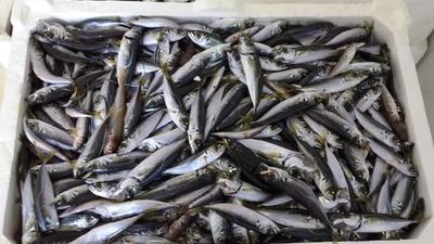 13 ton balığa el konuldu