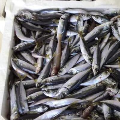 13 ton balığa el konuldu