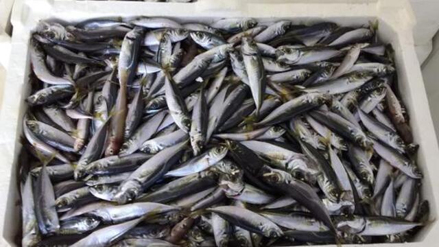 13 ton balığa el konuldu