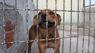 Hayvanlara işkenceye hapis cezası