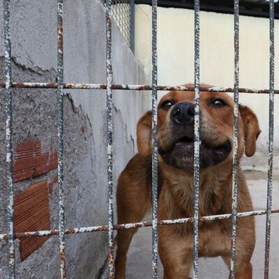 Hayvanlara işkenceye hapis cezası