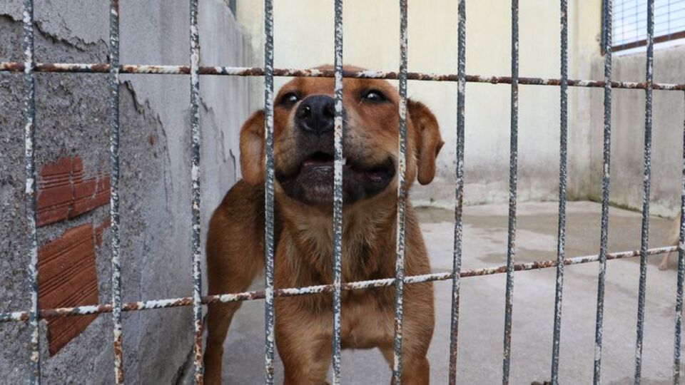 Hayvanlara işkenceye hapis cezası