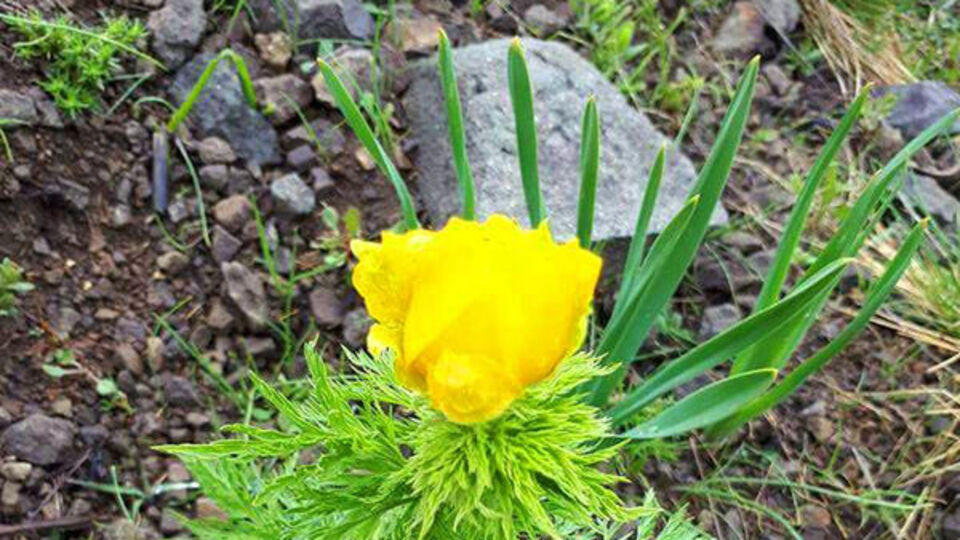 150 yıl sonra tekrar görüldü!