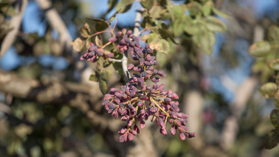 Ramazan'da uçmuştu, rekor artış bekleniyor