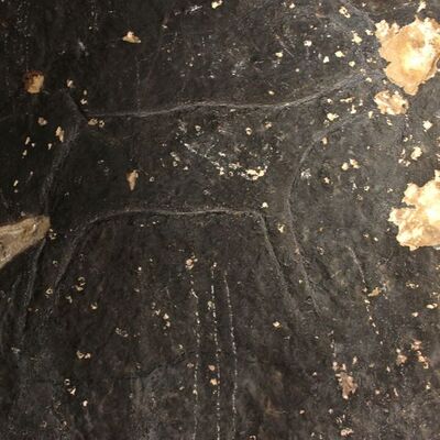 Taş devri insanları 42 bin yıl önce çizdi!