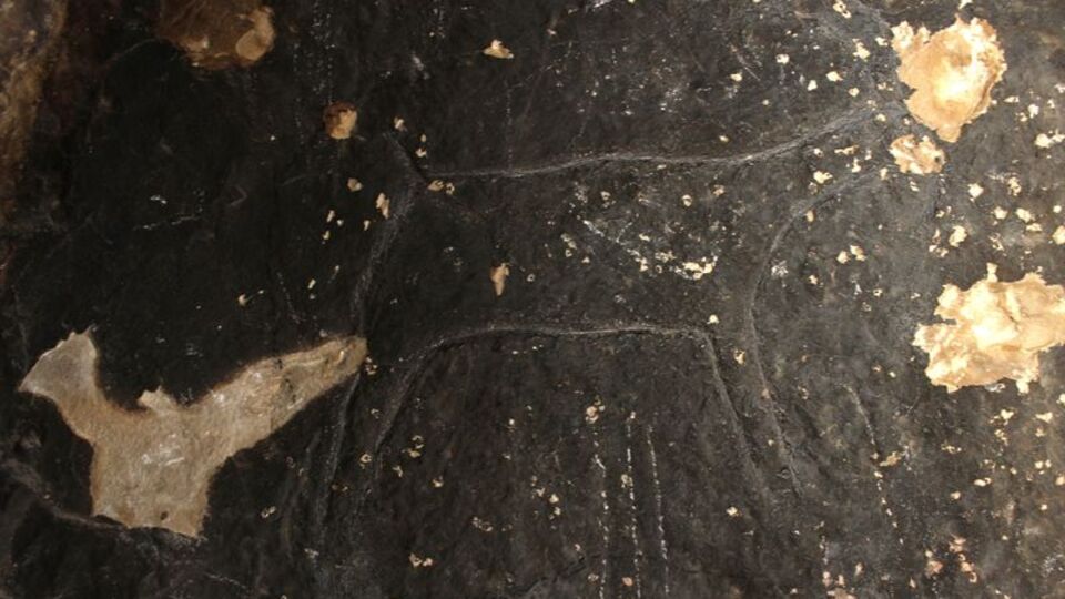 Taş devri insanları 42 bin yıl önce çizdi!