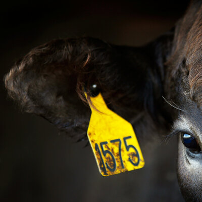 İklim değişikliğine karşı ilk iş: ET YEMEYECEKSİN