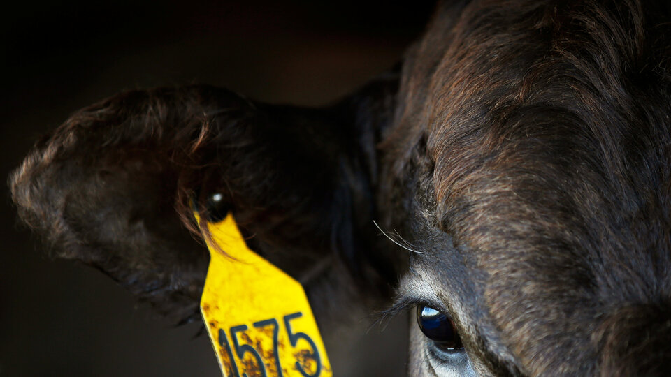 İklim değişikliğine karşı ilk iş: ET YEMEYECEKSİN