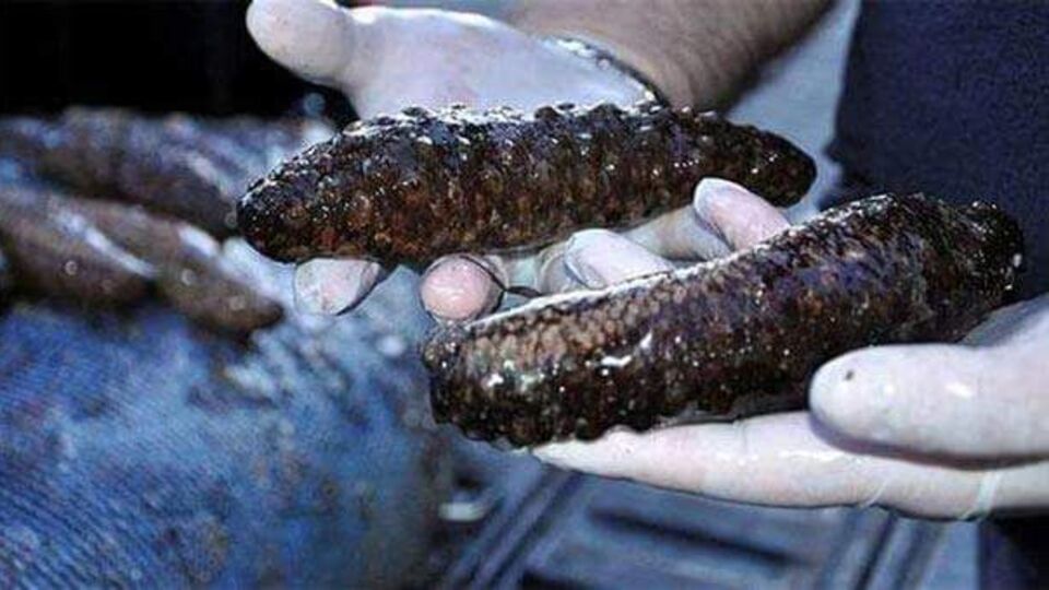 Deniz patlıcanı nelere iyi gelir?