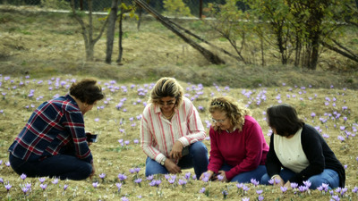 "Mucize bitki" üreticisinin yüzünü güldürdü