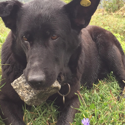İki yıldır ağzında taş taşıyor