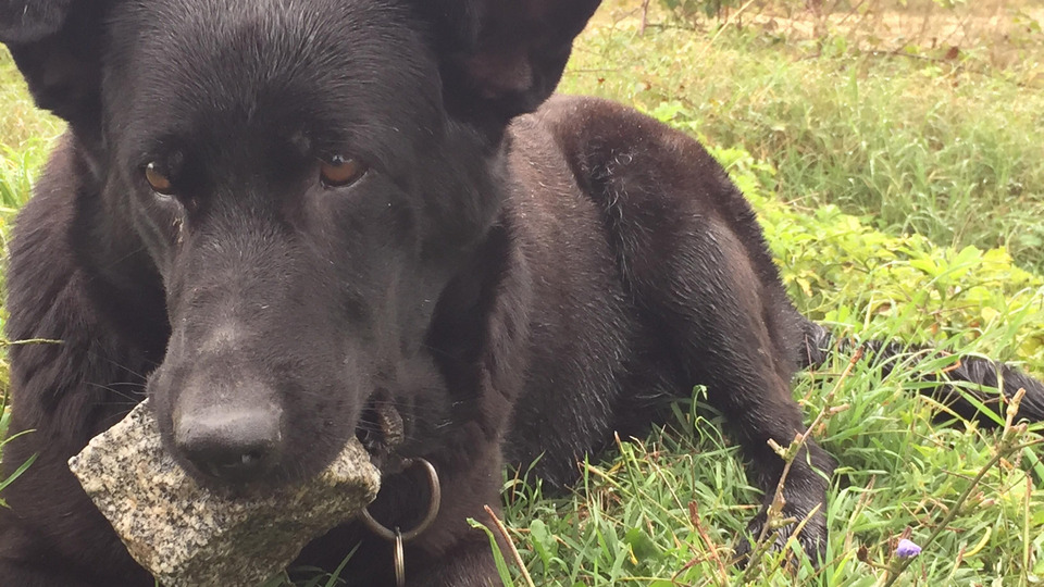 İki yıldır ağzında taş taşıyor