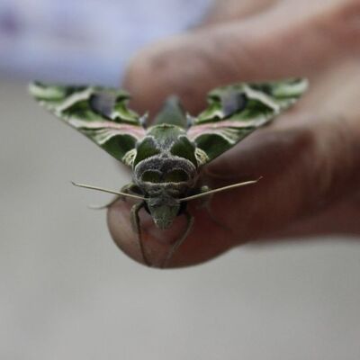 Askeri kamuflaj desenli kelebek görenleri şaşkına çevirdi