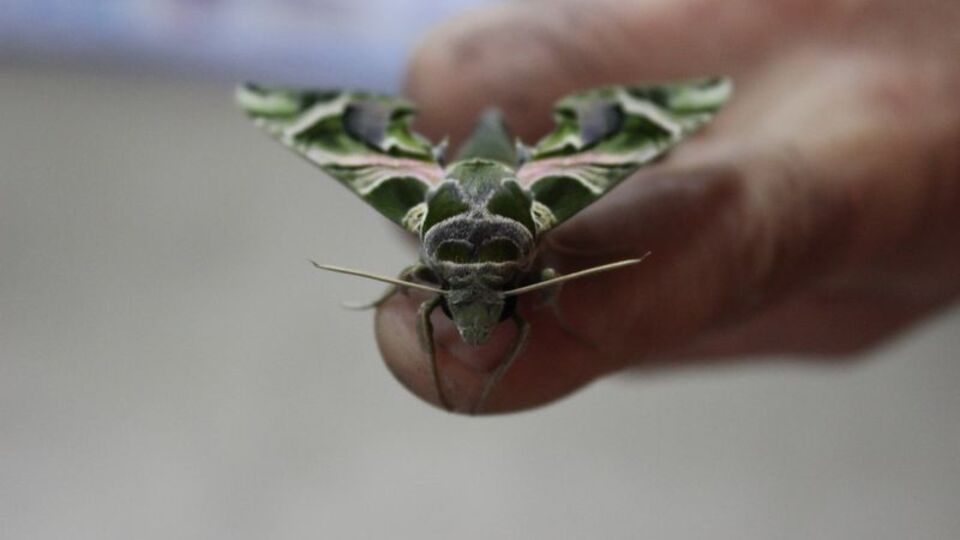 Askeri kamuflaj desenli kelebek görenleri şaşkına çevirdi