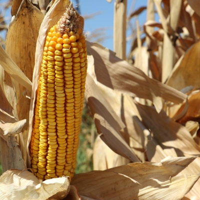 Bakan Pakdemirli'den müjde!