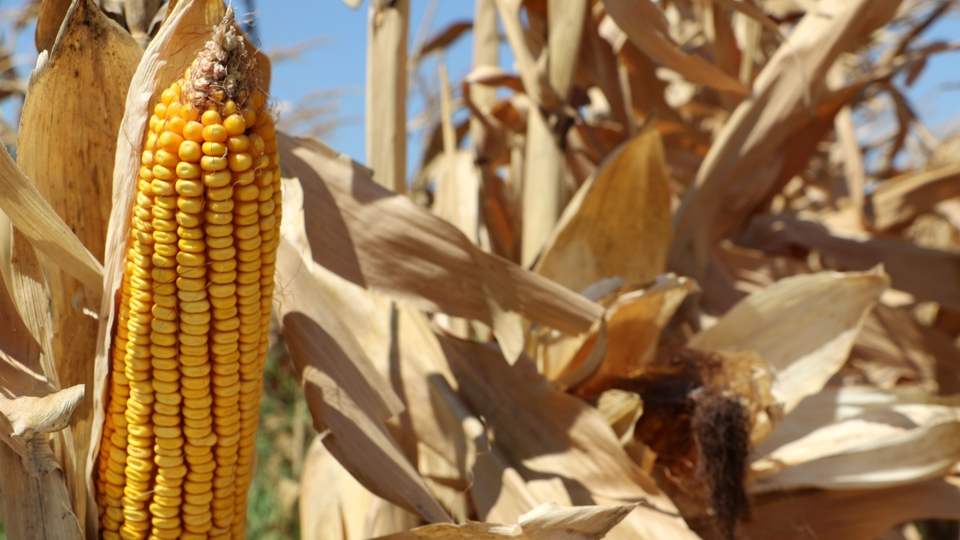 Bakan Pakdemirli'den müjde!