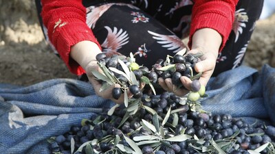 "Fıstık kenti" zeytincilikte de iddialı