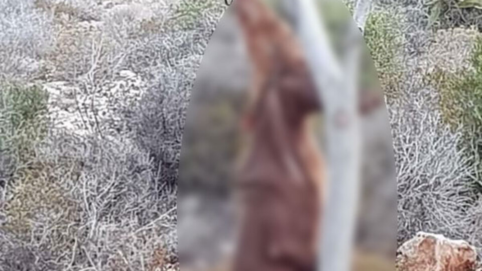 Dehşete düşüren görüntü! Yan yana astılar