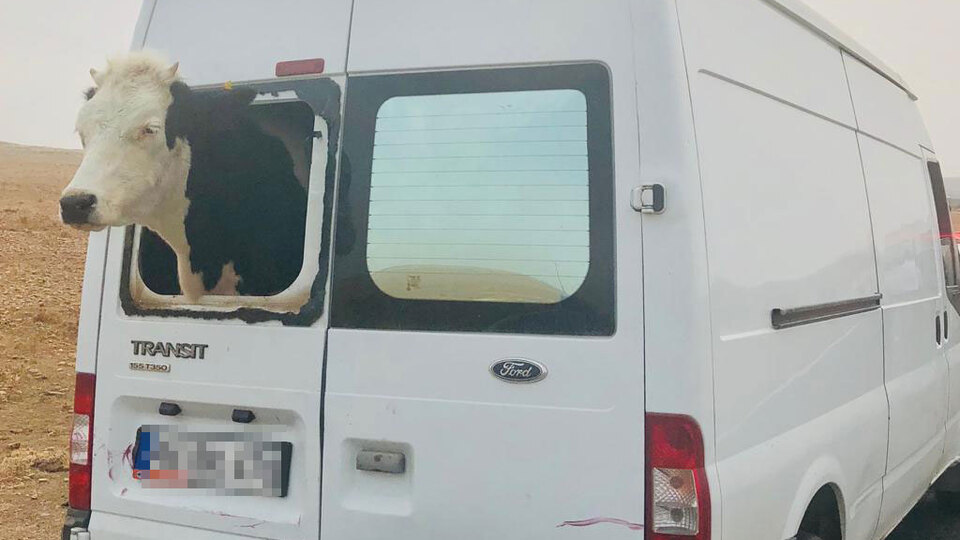 Bu fotoğraftaki her şey çalıntı çıktı!