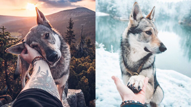 Köpeği ile birlikte ülkesini karış karış geziyor!
