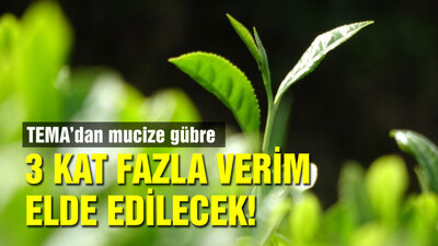 Çay tarımında mucize; 3 kat verim elde edilen gübre bulundu