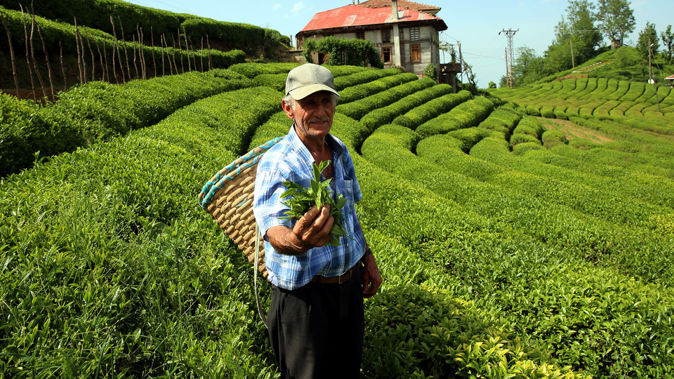 Çay tarımında mucize; 3 kat verim elde edilen gübre bulundu